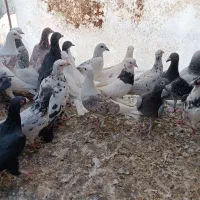 کفتر خارج شهری آلمانی|پرنده|بیرجند, |دیوار