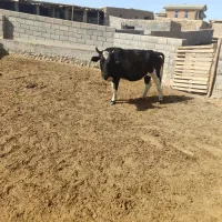 گاو|حیوانات مزرعه|گلی داغ, |دیوار