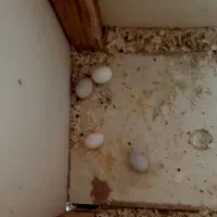 عروس هلندی|پرنده|اهواز, علی آباد|دیوار