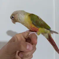 گرینچیک|پرنده|قیدار, |دیوار