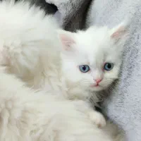 پرشین کت|گربه|گرگان, |دیوار