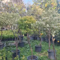 فروش شمشاد طلایی/ لافسون /کامایا/یاس هلندی|خدمات باغبانی و درختکاری|تهران, شهرک آپادانا|دیوار