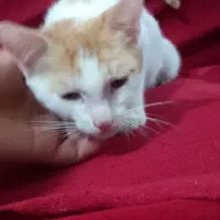 واگذاری گربه نر۳ماهه