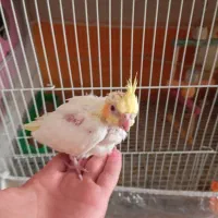 عروس هلندی لوتینو آلبینو|پرنده|تربتحیدریه, یحیی آباد|دیوار