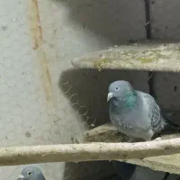 دبرگاچب|پرنده|اردبیل, |دیوار