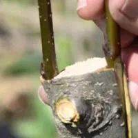 هرس پیوندو قلمه زنی