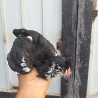 ۱۰ تا نیمچه گلین ۲ ماهه|حیوانات مزرعه|ساوه, |دیوار