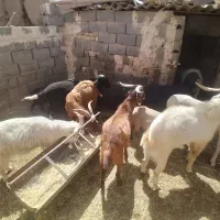 بره لاکن اصل