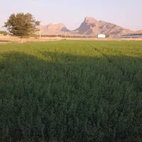 باغ-سند-شش-دونگ-معاوضه-با-خونه-یا-با-ماشین