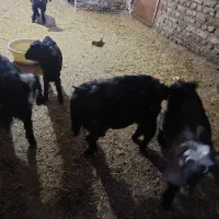 بز و بی|حیوانات مزرعه|دورود, |دیوار