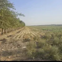 زمین-یوسف-رضا