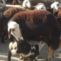 میش و بره پلنگی