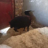 میش زاویه|حیوانات مزرعه|زاویه, |دیوار