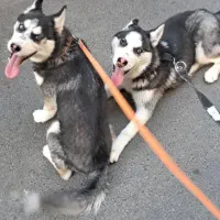 واگذاری هاسگی نر و ماده