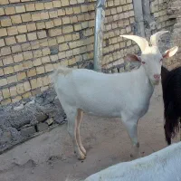 بزغاله نر سانن