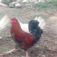 خروس مرغ گیر عالی