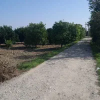 باغ پرتقال|فروش دفتر صنعتی، کشاورزی، تجاری|کیاکلا, |دیوار