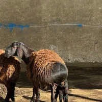 بز کهره دار میش بره دار قوچ افغانی کوار