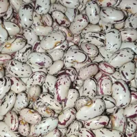 لوبیا محلی ییلاق