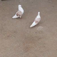 فروش کفتر گره و میل زن و ساعتی