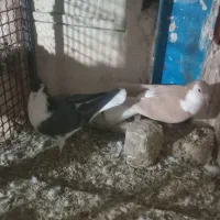 کبوتر رنگه|پرنده|مشهد, ویلاشهر|دیوار