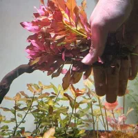 انواع گیاه اکواریومی&پلنت|ماهی|شیراز, میانرود|دیوار