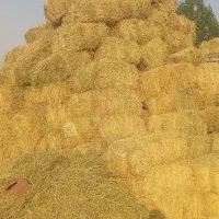 تعدادی پرس یونجه چین دوم سال اول