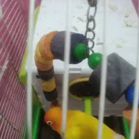 فروش ی جفت طوطی برزیلی|پرنده|بندر ماهشهر, |دیوار