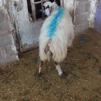 میش و کاه|حیوانات مزرعه|دهدشت, |دیوار