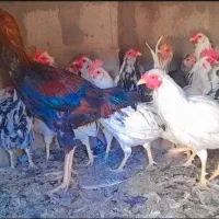 حراج و فروش خروس گلین/مرغ وخروس لاری/مرغ محلی