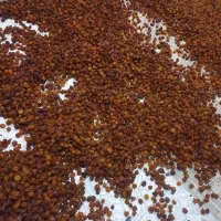 آلو خورشتی طبیعی