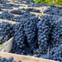 انگور سنندج مریوان سردشت کردستان سیاه شانی کوهی|خوردنی و آشامیدنی|تهران, میدان میوه و تره‌بار مرکزی|دیوار