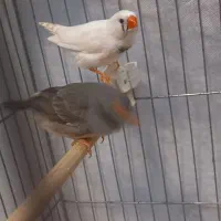 جفت فنچ سالم مولد|پرنده|تهران, فردوس|دیوار