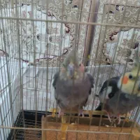 جفت عروس هلندی  بالغ