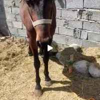 اسب نر|اسب و تجهیزات اسبسواری|مشگین شهر, |دیوار