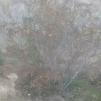 نهال گل محمدی