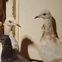 ۶تا هفرنگ خطی مقلف درجه یک