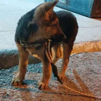 توله ژرمن ورک نر|سگ|لار, |دیوار