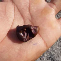 شهاب سنگ زیبا