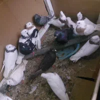 کفترطوقی|پرنده|خرمشهر, |دیوار