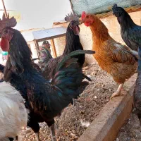 نژاد خروس ایام سمانی سیاه خالص  گوشتشم سیاهه|حیوانات مزرعه|محمدیه-قزوین, |دیوار