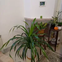 گل پاندانوس سرحال و شاداب