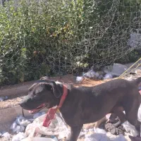 سگ پیت بول|سگ|شیراز, سفیرشمالی|دیوار