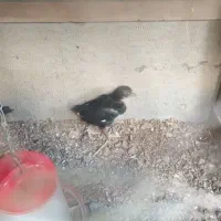 جوجه گلین یک ماهه|حیوانات مزرعه|اصفهان, دستگرده|دیوار