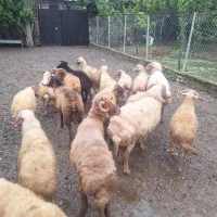 گوسفند پروار محلی|حیوانات مزرعه|سیاهکل, |دیوار