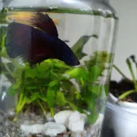 ماهی فایتر . تنگ به همراه گیاه طبیعی (پلنت)