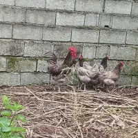 تخم مرغ استرالوپ