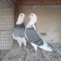 نرو ماده ابلغ