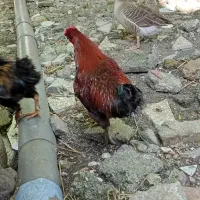 غاز|حیوانات مزرعه|رشت, آب و برق|دیوار