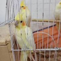 عروس هلندی|پرنده|رشت, باهنر|دیوار